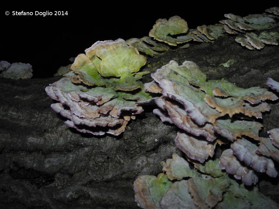 RN Macchia di Gattaceca e Macchia del Barco (Roma)